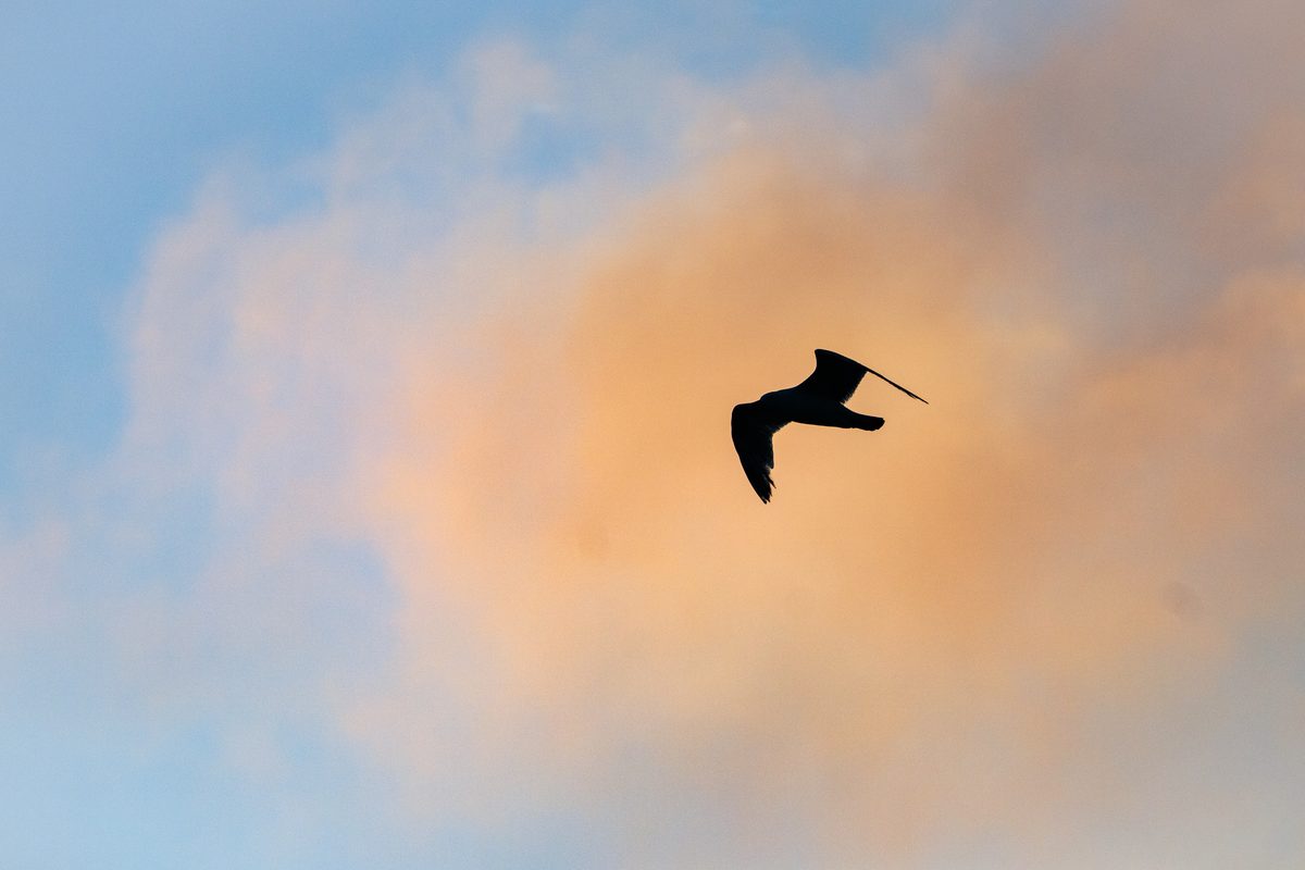 Gull in an orange cloud