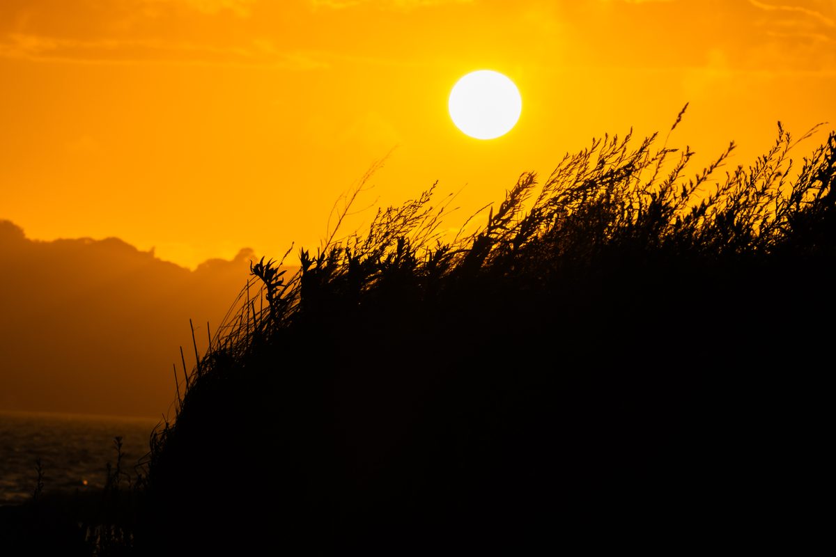 Low sun behind windblown dune grass