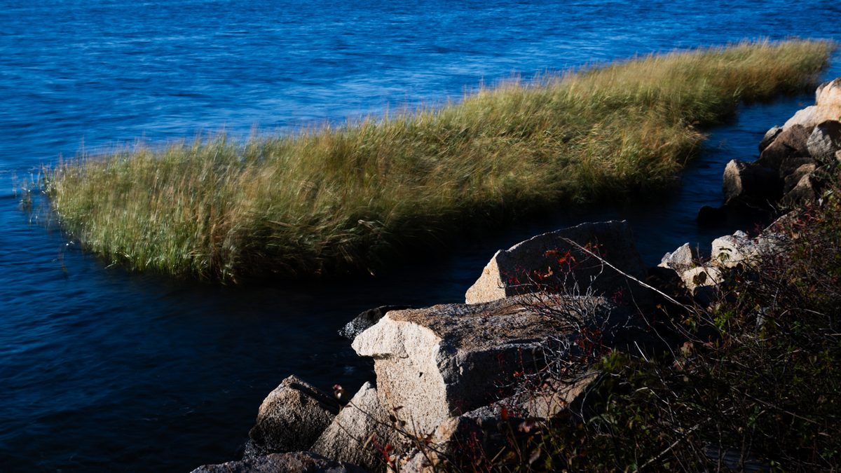 Salt grass and granite at the water's edge
