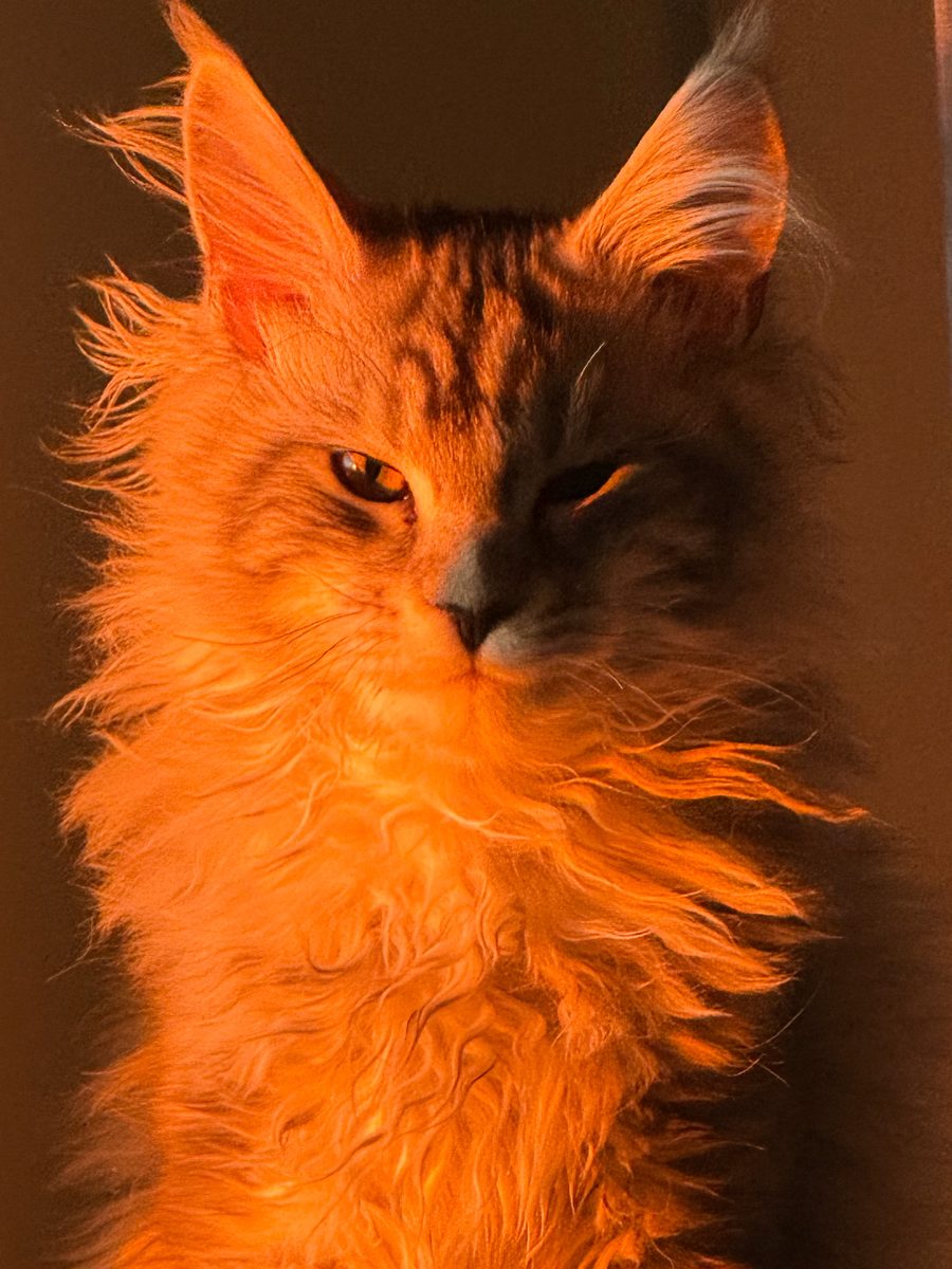 A Maine Coon cat lit orange by low sun, one eye open